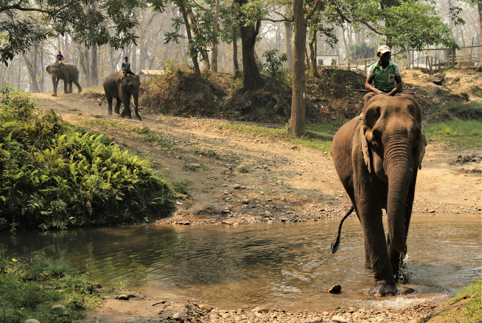 Jungle Safaris In Nepal