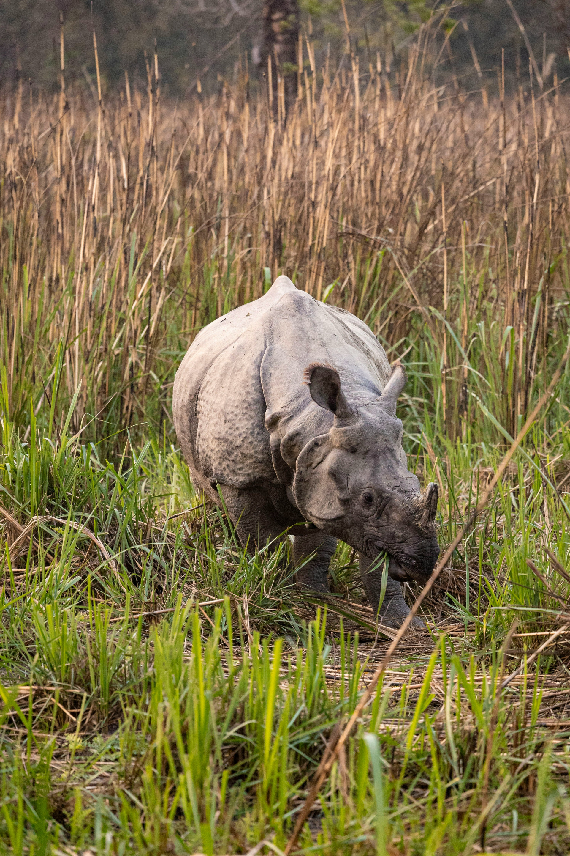 Jungle Safaris In Nepal